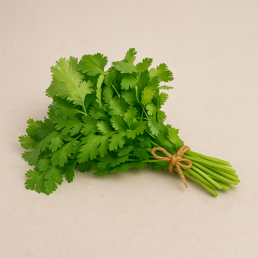 Cilantro manojo